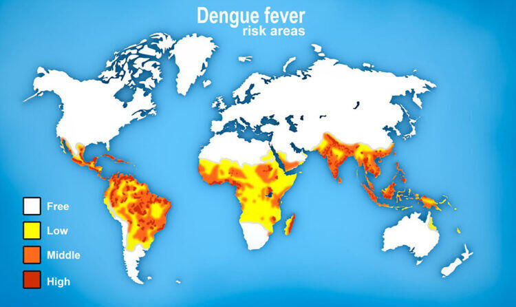 What Is Dengue Fever?